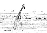 Chobe Wildlife general