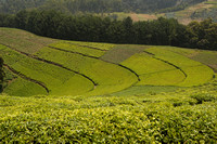 Nuyngwe National Park