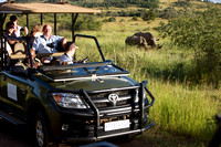 Safari